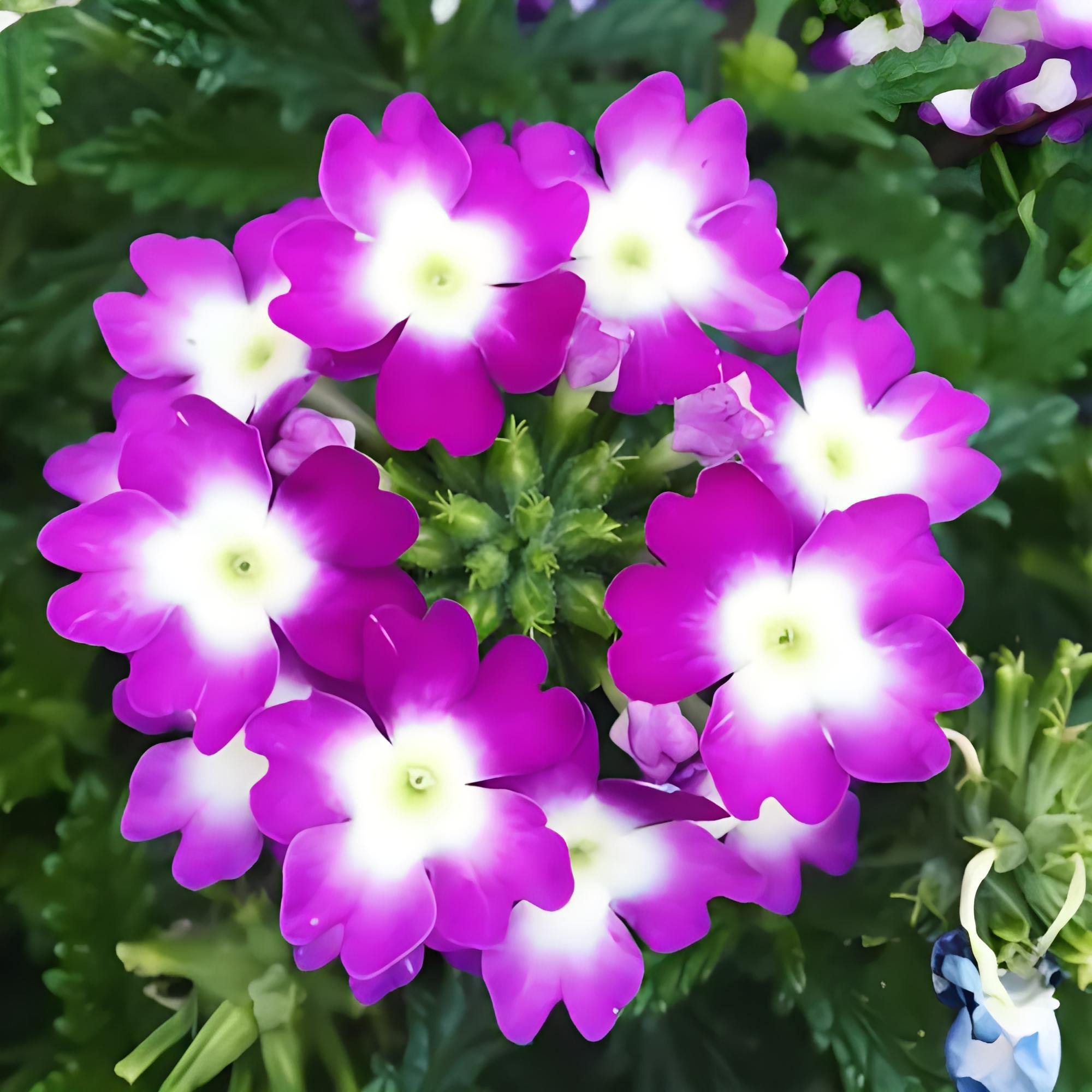 说说我们厂的老板娘  我们厂老板和老板娘是东北朝鲜族的.