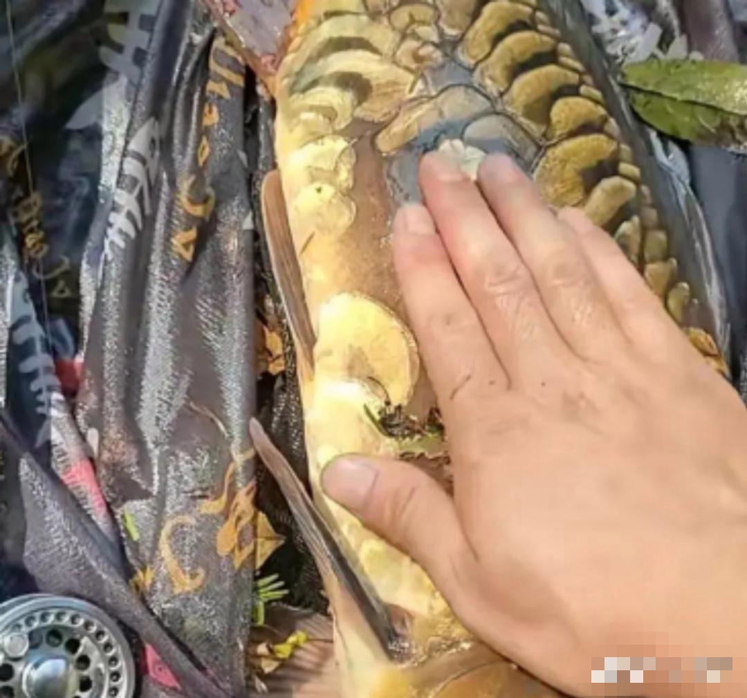 都没见过这种鱼,鳞片不多挺宽肥厚,北方叫框镜或者三道鳞,是鲤鱼的一