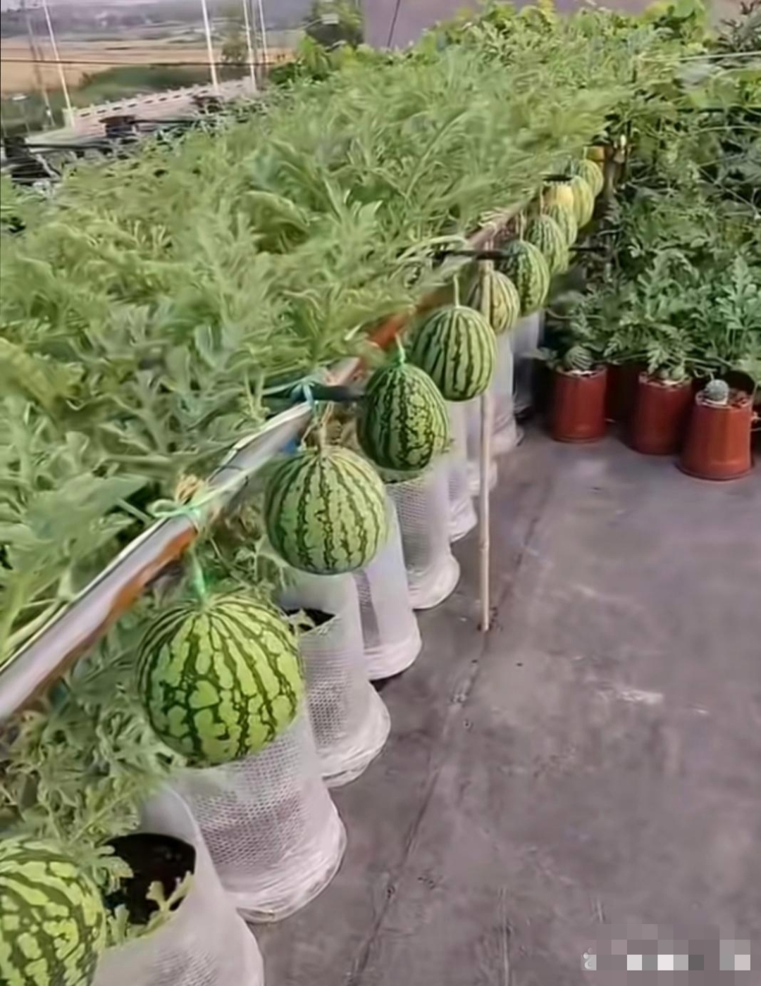 对面楼的西瓜挂满了整个楼顶,排列得整整齐齐,是被阅兵的仪仗队一样