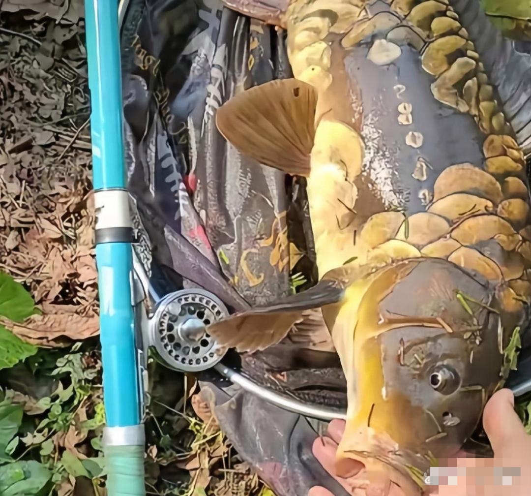 钓鱼拍过来的,都没见过这种鱼,鳞片不多挺宽肥厚,北方叫框镜或者三道