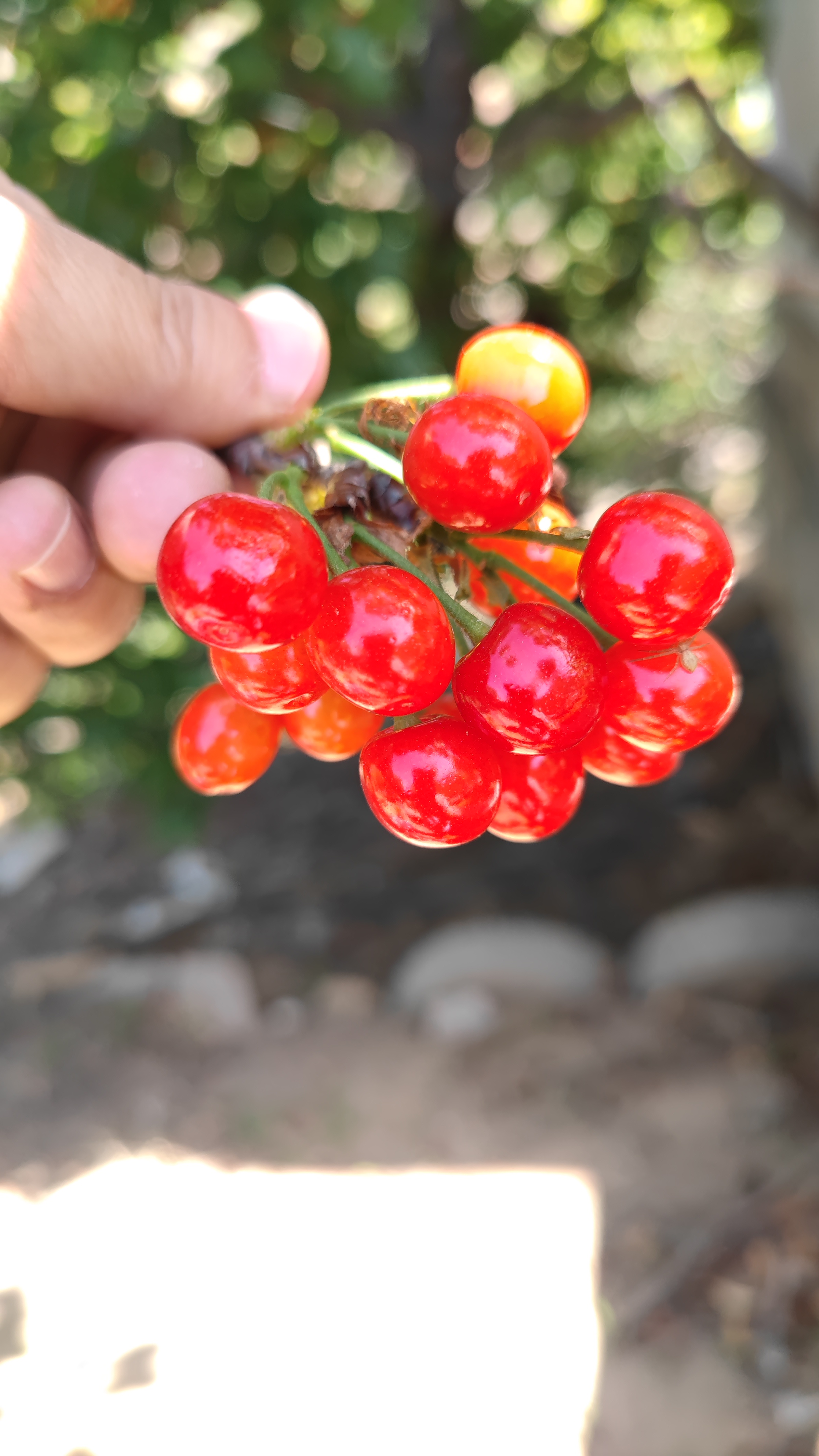 90崂山大河东樱桃齁甜!