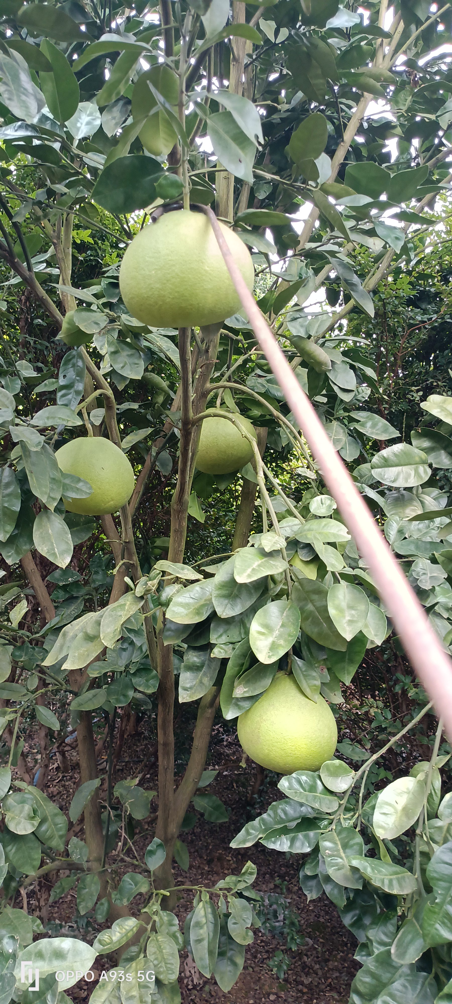 供应大量红花大果油茶树苗
