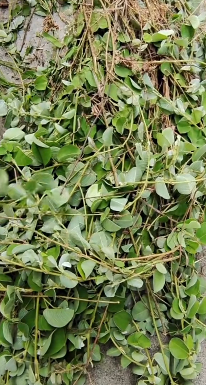 野生金钱草又叫"拉拉藤",是一种常见的藤本植物.