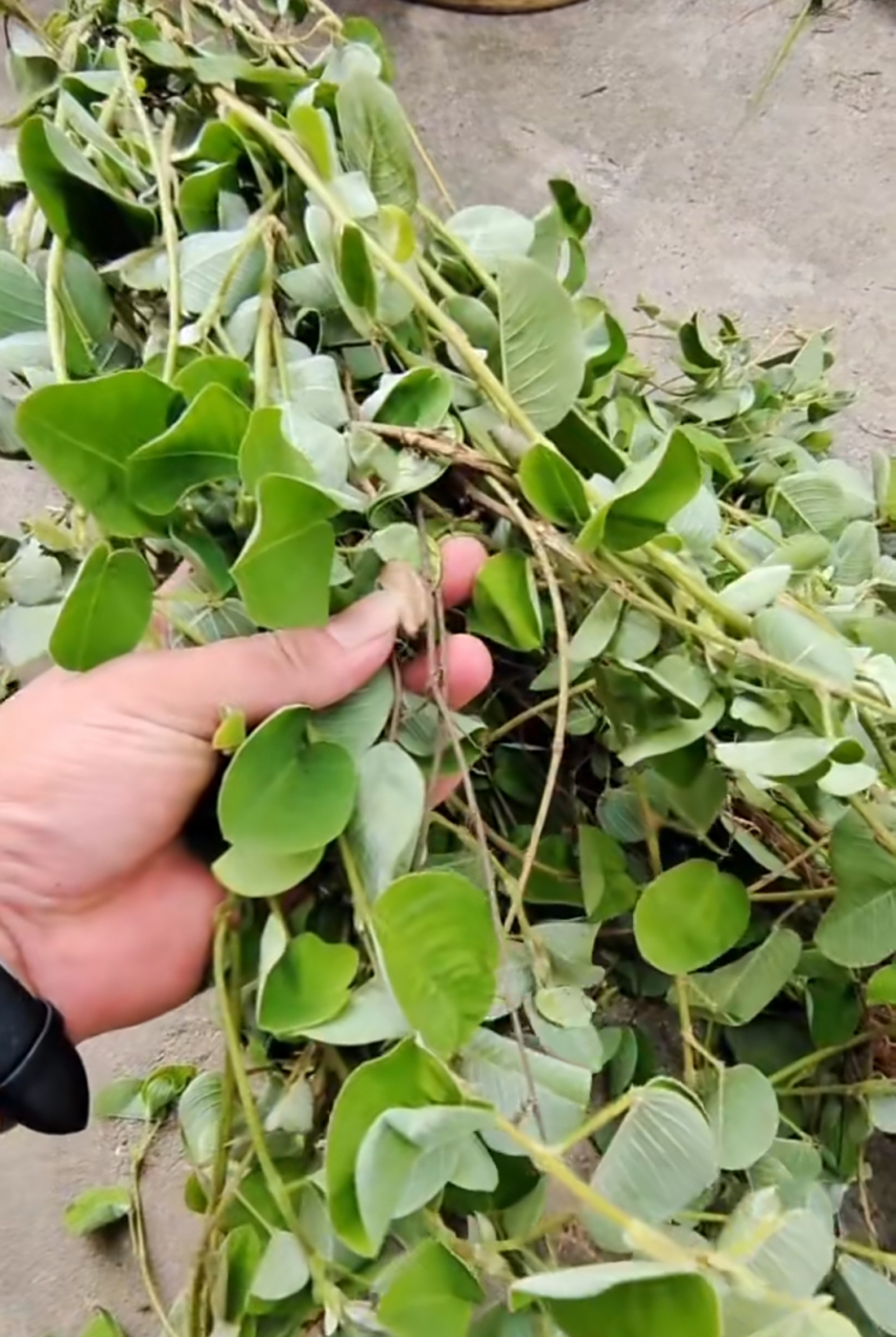 野生金钱草又叫"拉拉藤",是一种常见的藤本植物.