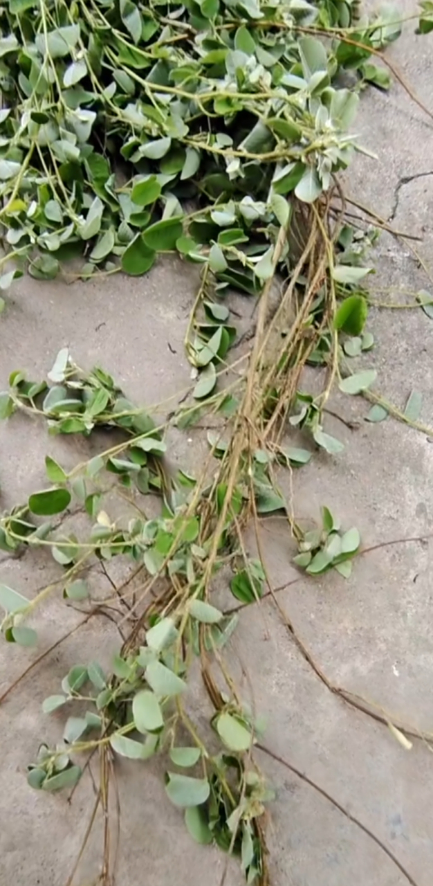 野生金钱草又叫"拉拉藤",是一种常见的藤本植物.