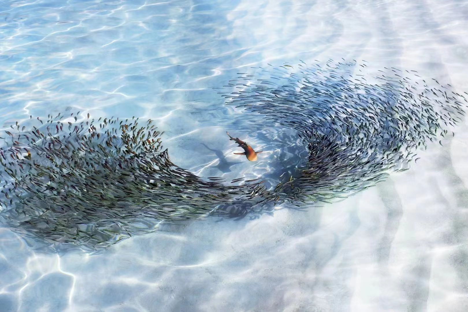 大鱼吃小鱼,这才是真实的世界!