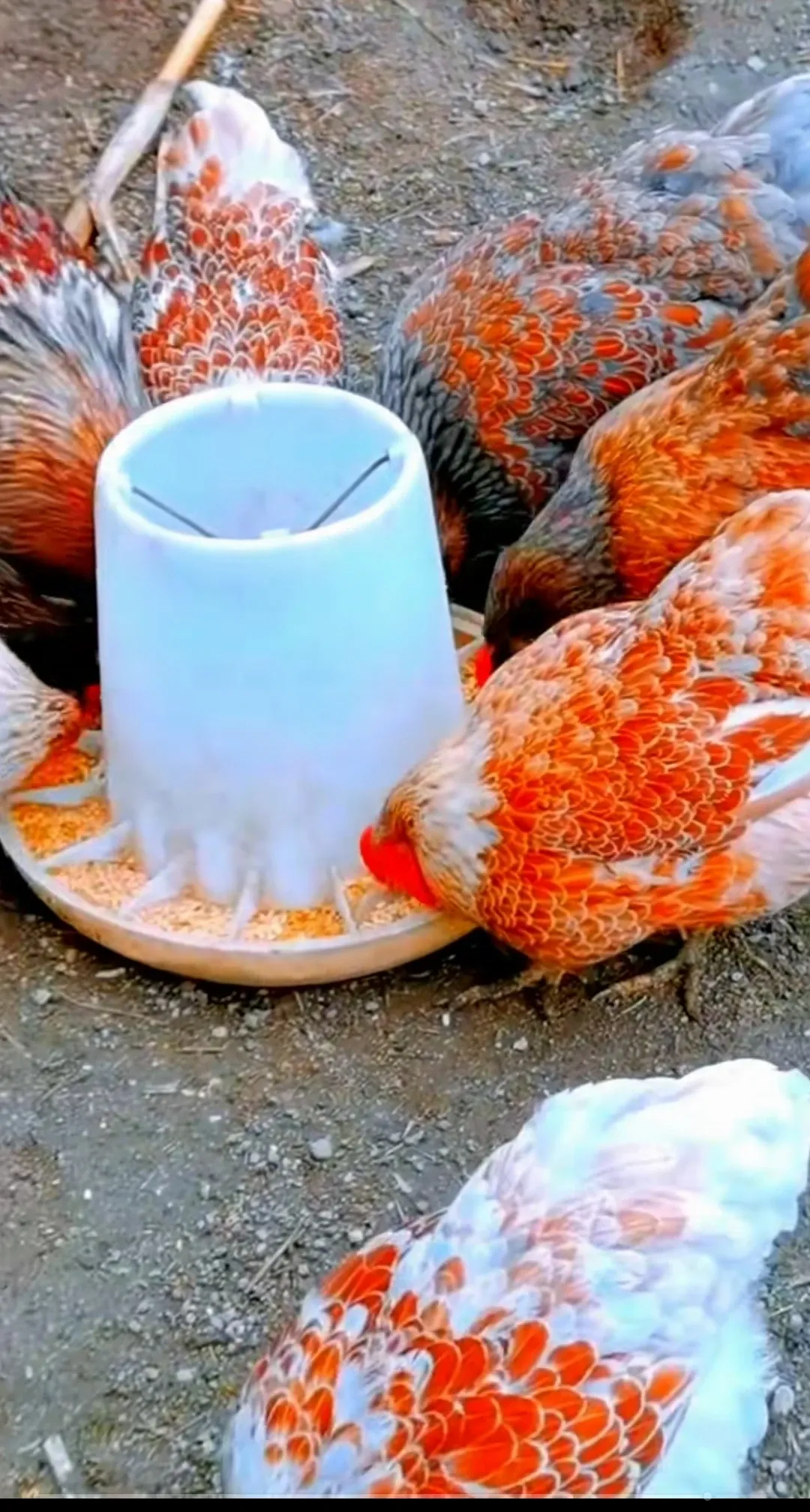 每天几乎都是十一二个小时,如果在家里干,能拿出在厂里一半的干劲都