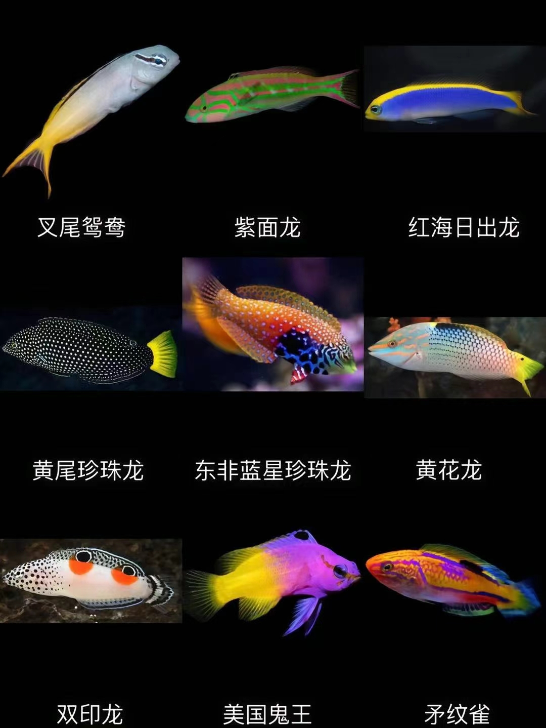 给大家分享下海水观赏鱼的名称#热点引擎计划