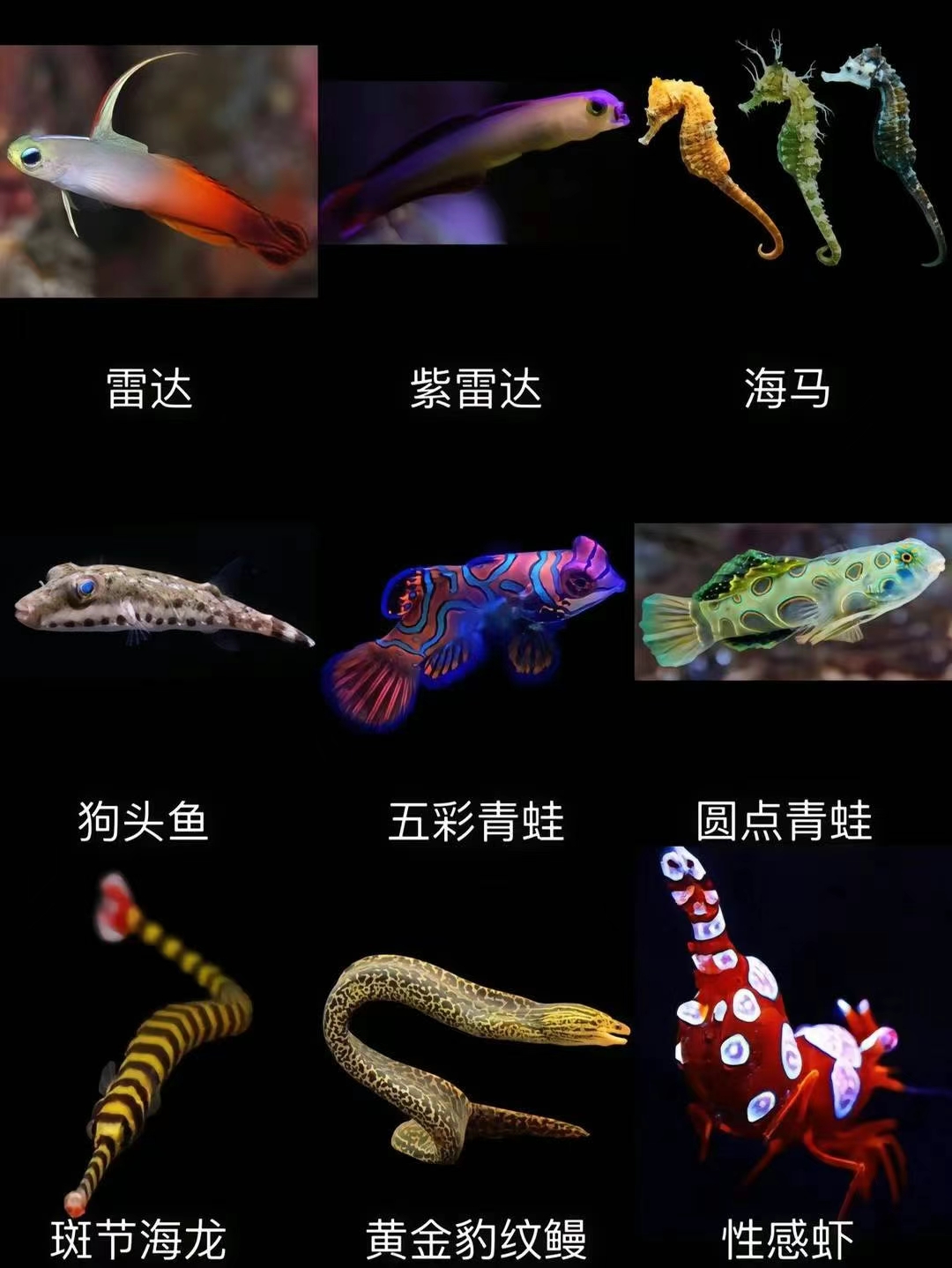 鱼类大全名字海洋生物图片