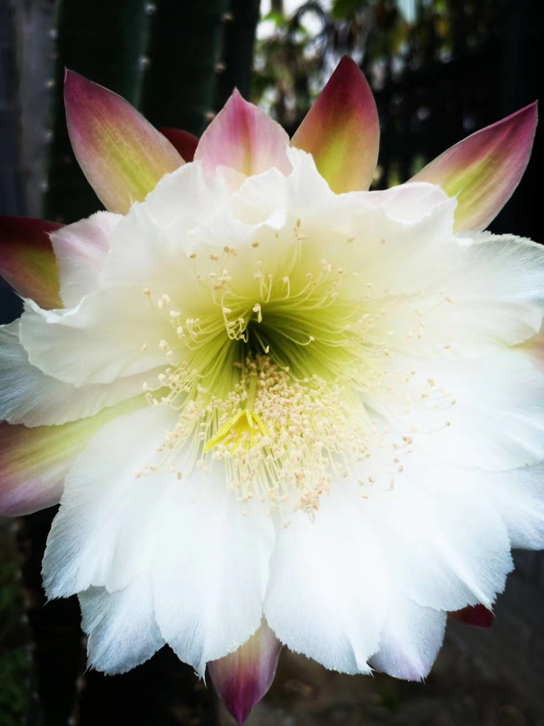 暮开晨合,整体花期诚扇酥开花图片量天尺开花图片仙人柱量天尺推