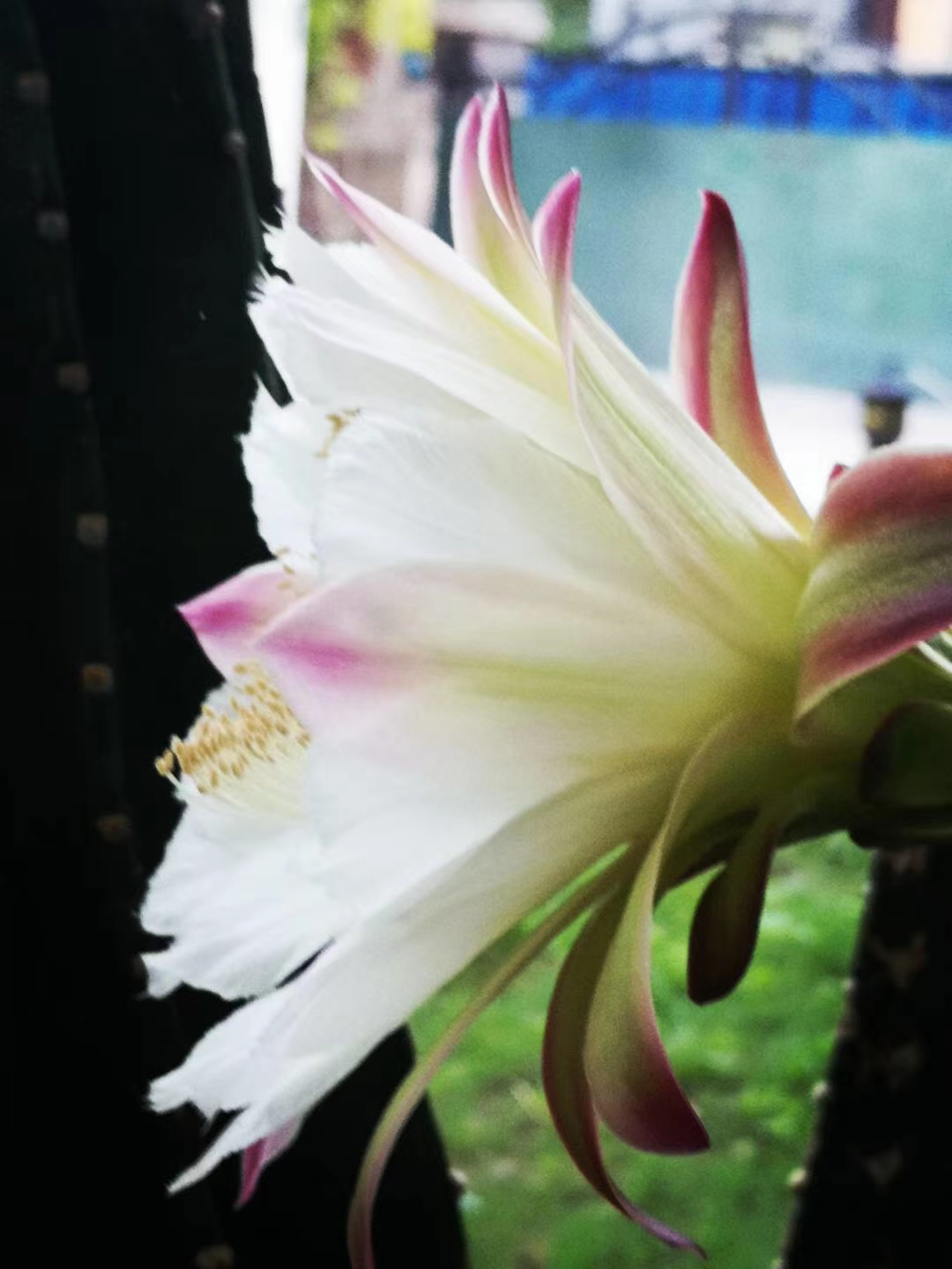 仙人柱,又名量天尺,今年开始开花.