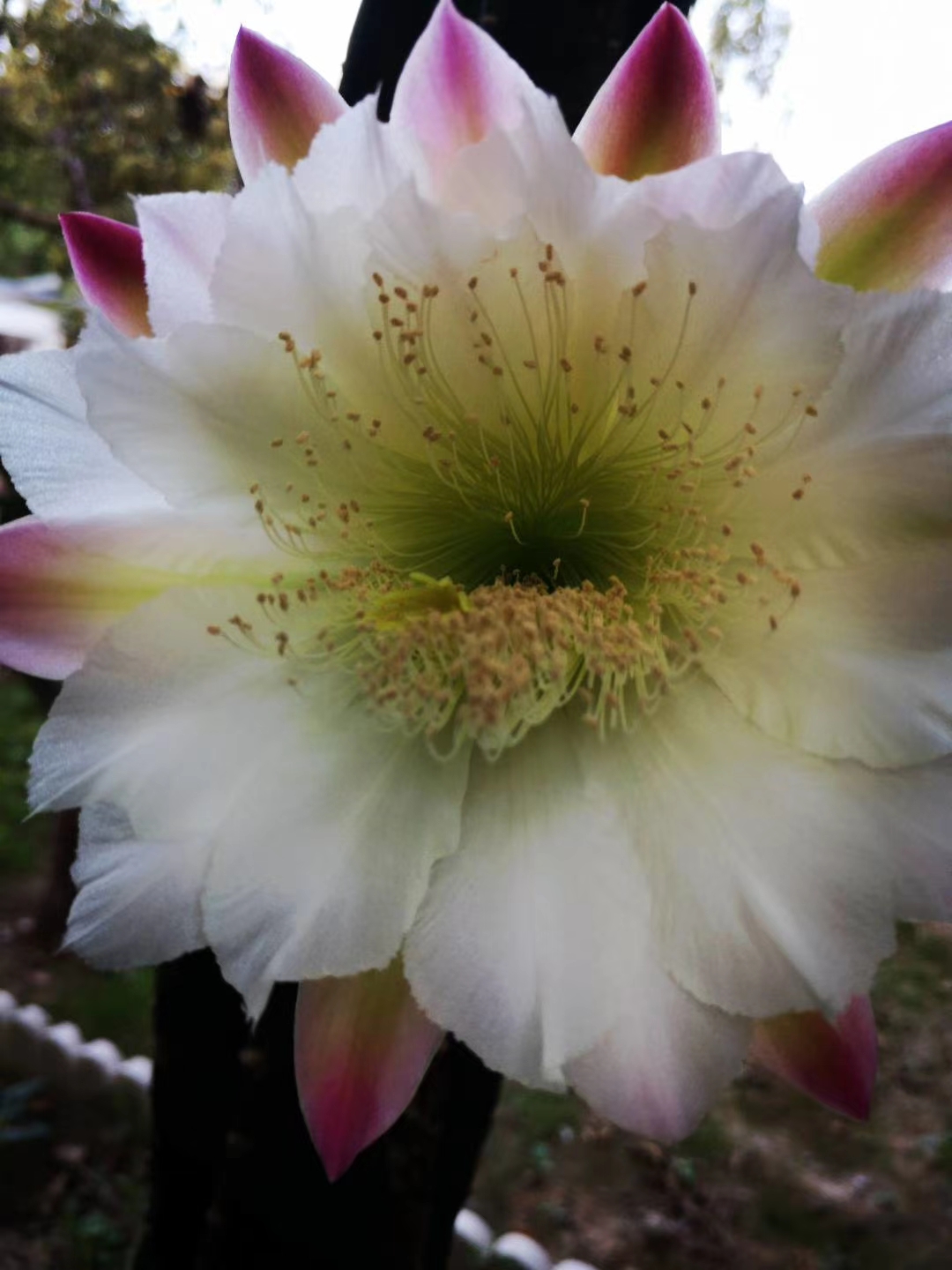 仙人柱,又名量天尺,今年开始开花.