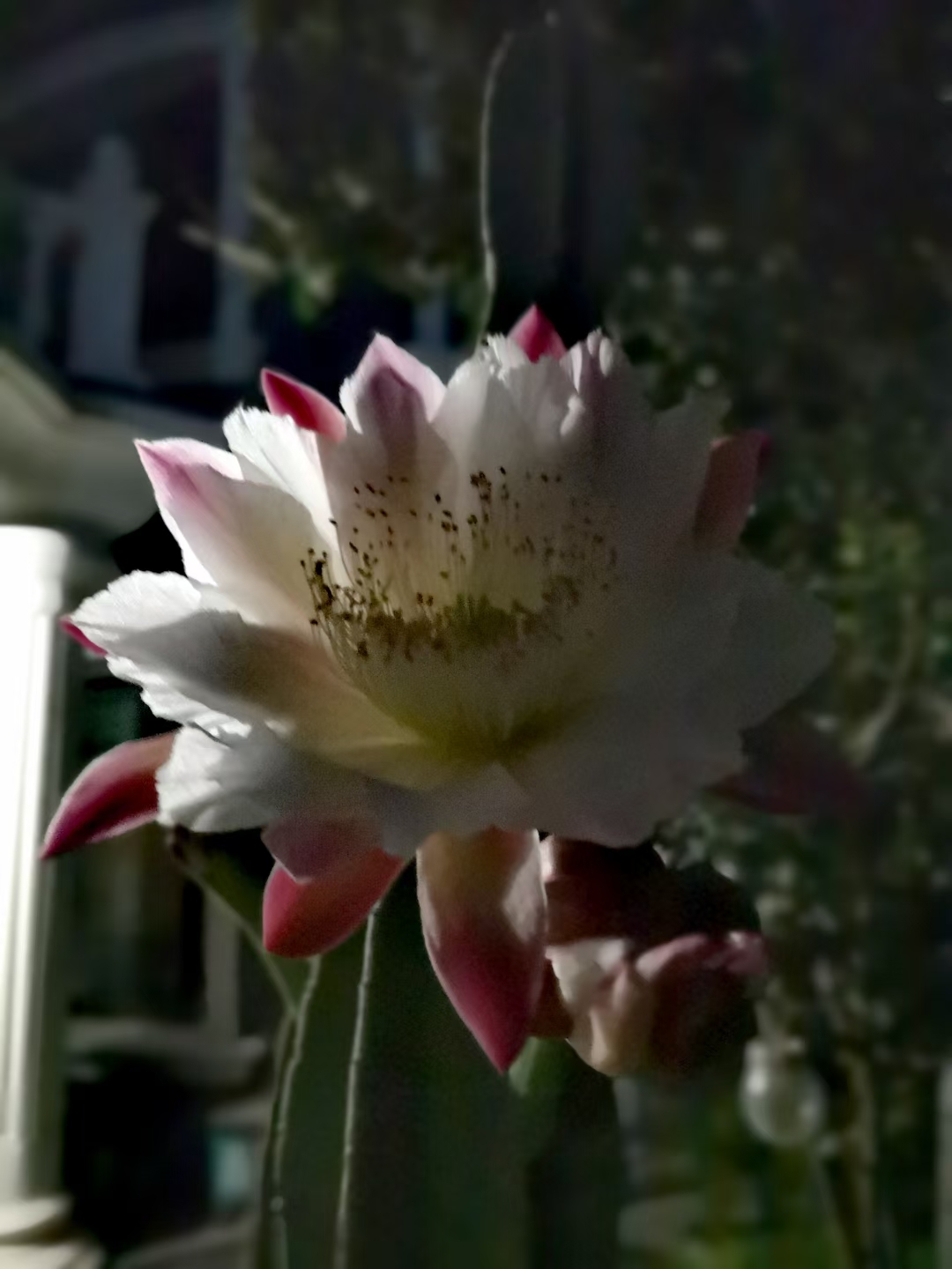 仙人柱,又名量天尺,今年开始开花.