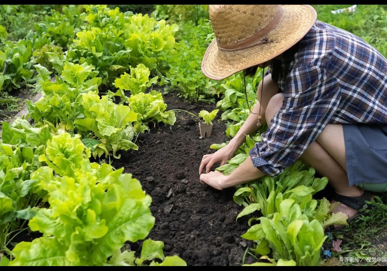 在法国巴黎的一片曾经杂草丛生,无人问津的荒地上,如今却绿意盎然