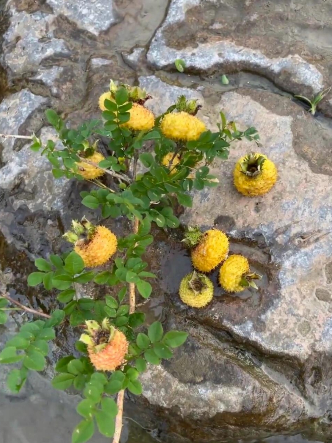 这野果子长在石头缝里,想摘几个回家尝尝鲜!不知道能不能吃?