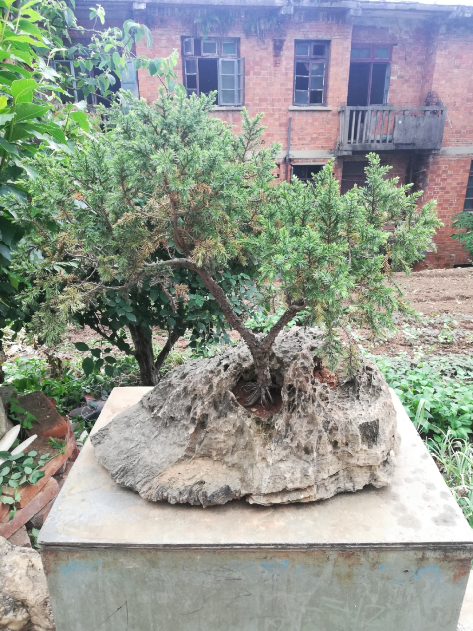 每天认识一种植物# 刺柏附石盆景,养了十几年了真不容易最后便宜了
