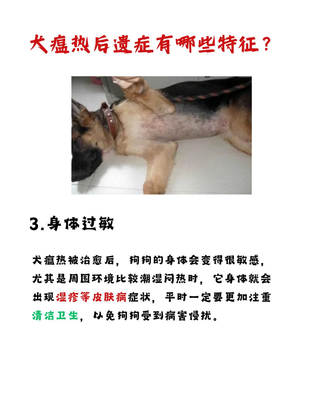 狗狗犬瘟晚期太痛苦了图片