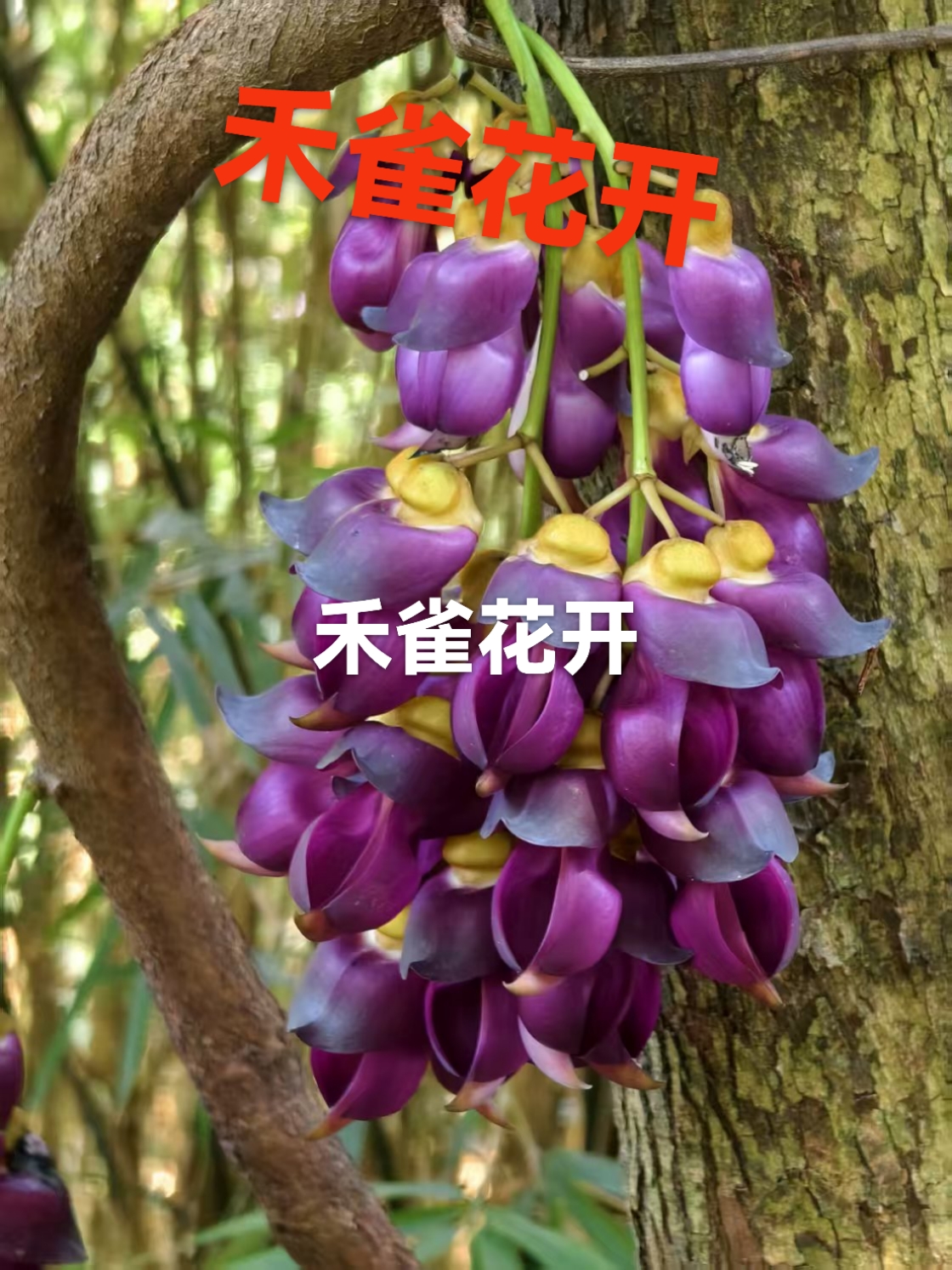 三月春光美如画, 禾雀花间漫步走. 浪漫与美好都藏在这份景致里了