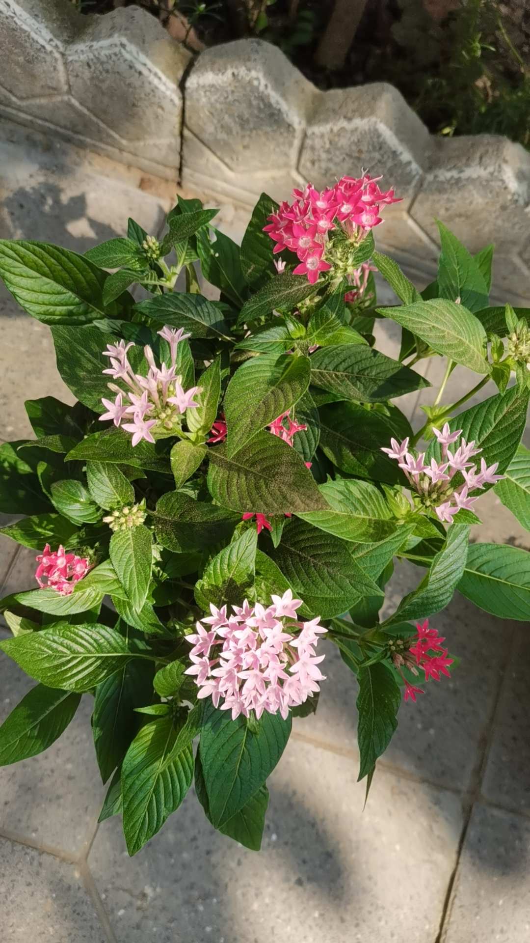 第一副图,跟第二幅图是刚入手的繁星跟满天星,老板按进价售卖,哈哈