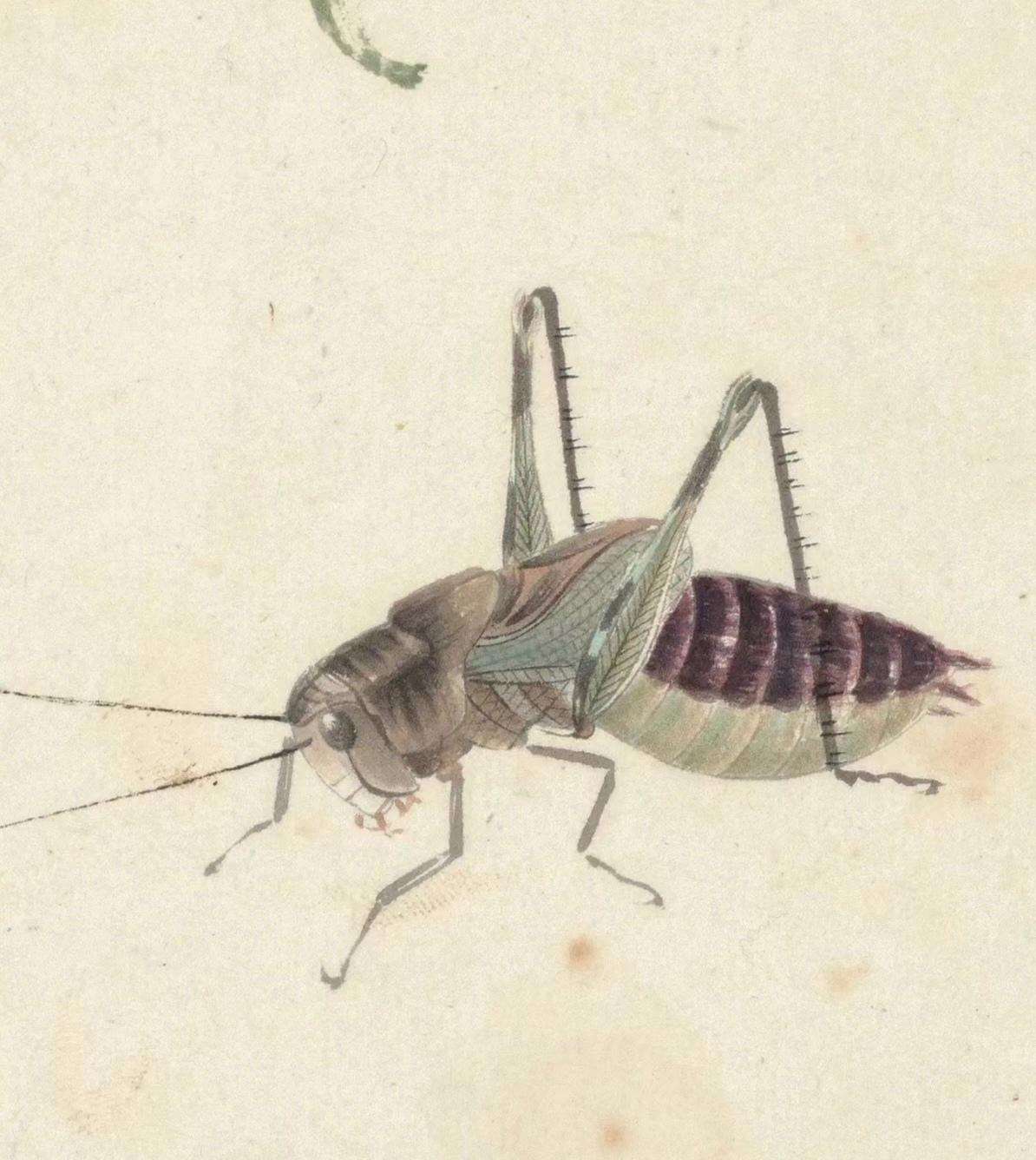齐白石的虫画特写