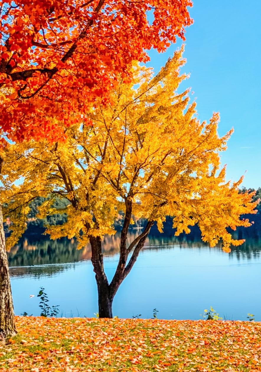 秋天的湖边,金黄色的树叶铺满了地面,我镜头下的秋天,美得像幅画