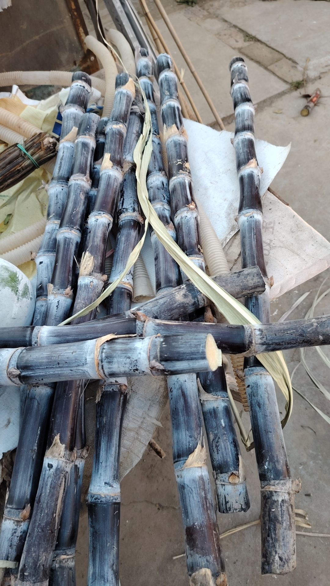 在柔和的晨光中,一捆捆甘蔗静静地伫立,如同一首首甜美的诗篇.