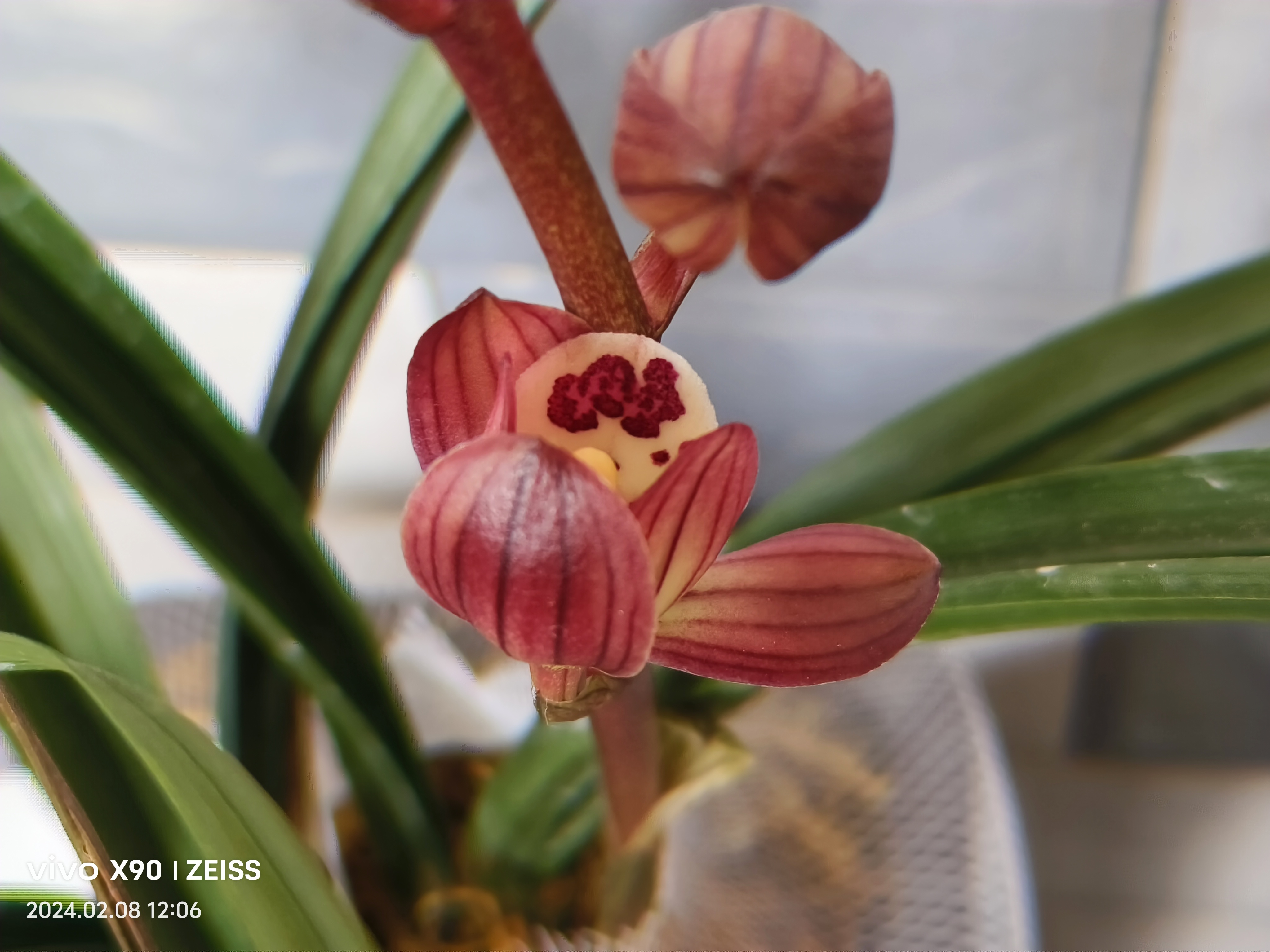 红君荷 94 惊艳亮相!这株兰花让我彻底被它的美丽所折服.