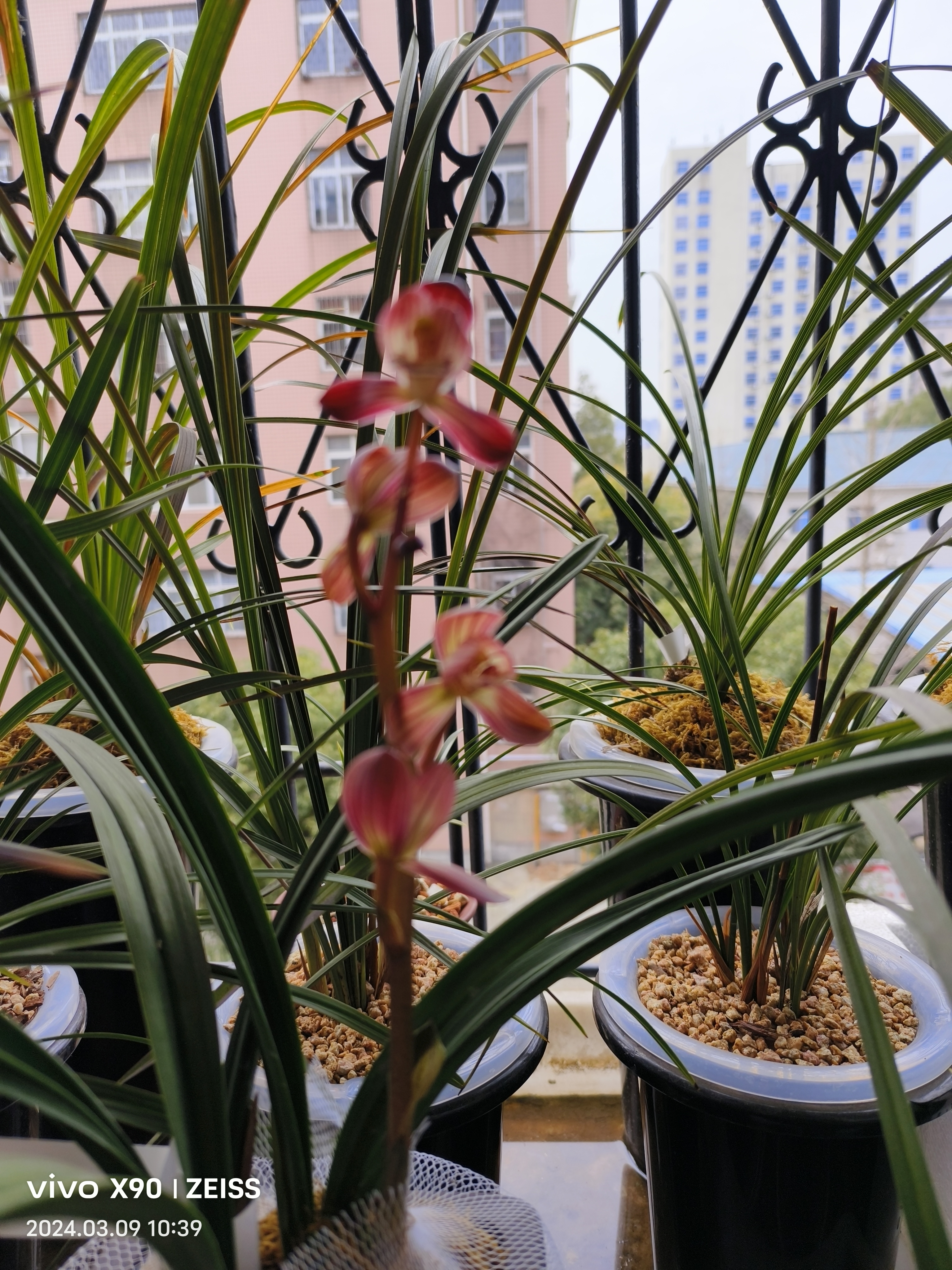 红君荷 94 惊艳亮相!这株兰花让我彻底被它的美丽所折服.