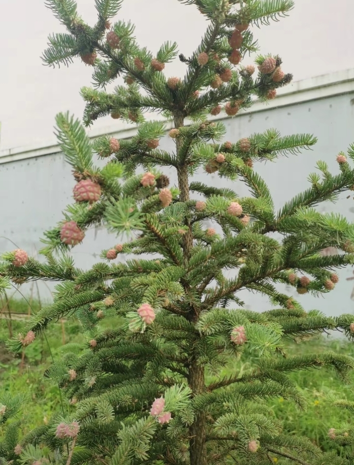 见了好多的松树上的松塔都没有见过这个季节的松塔,居然还挺好看的.
