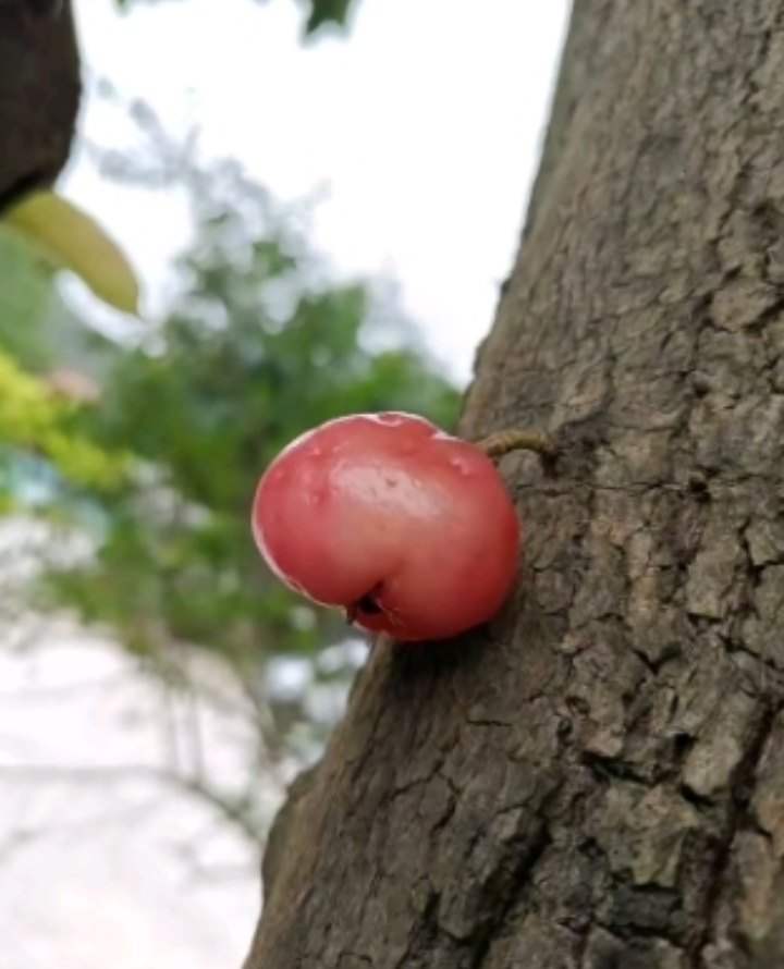 你们见过这种长在树干上的果实吗?