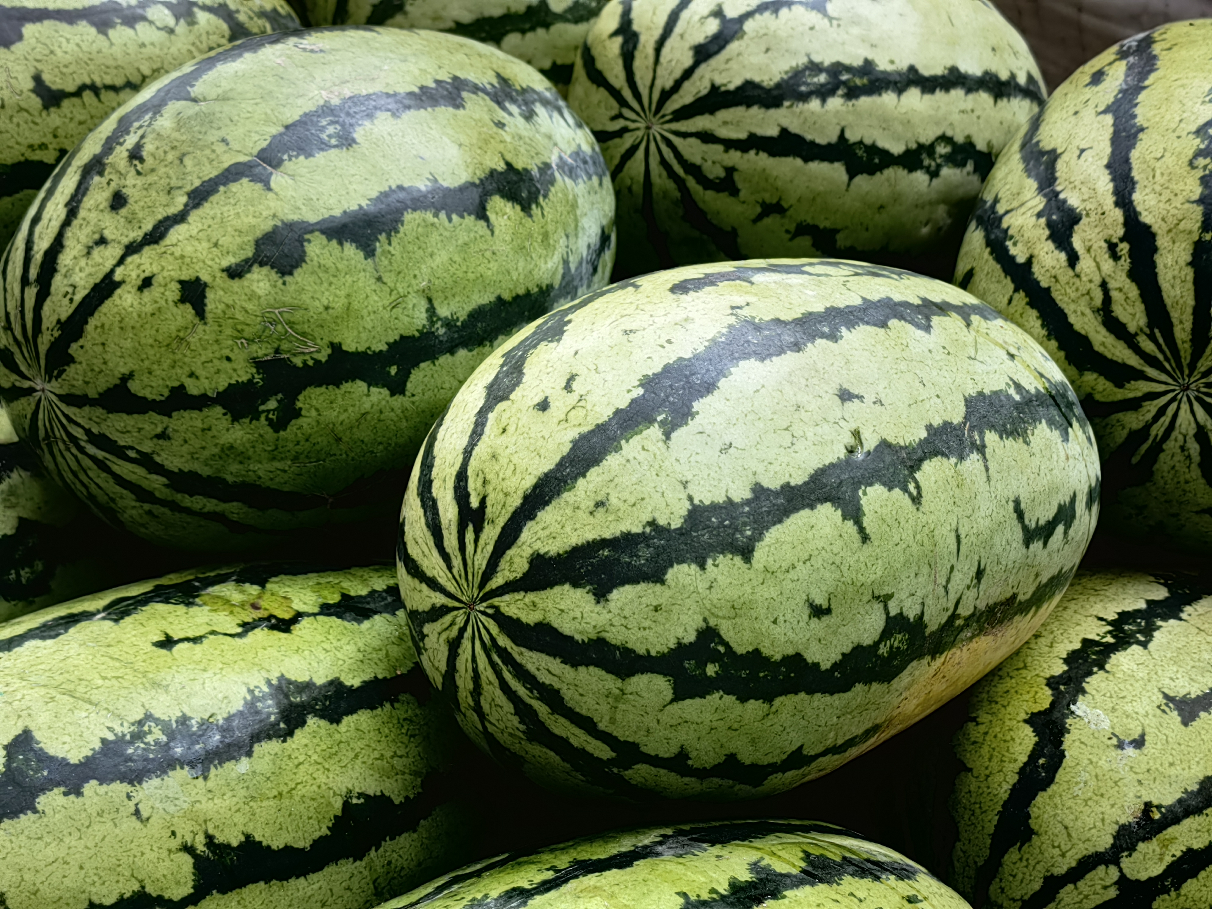 下野地西瓜,新疆生产建设兵团第八师一三四团特产,全国农产品地理标志