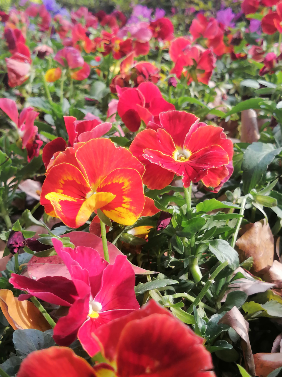 花花世界迷人眼目光所及皆是回忆