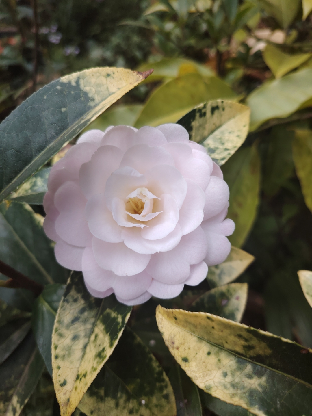 名品茶花:童子面