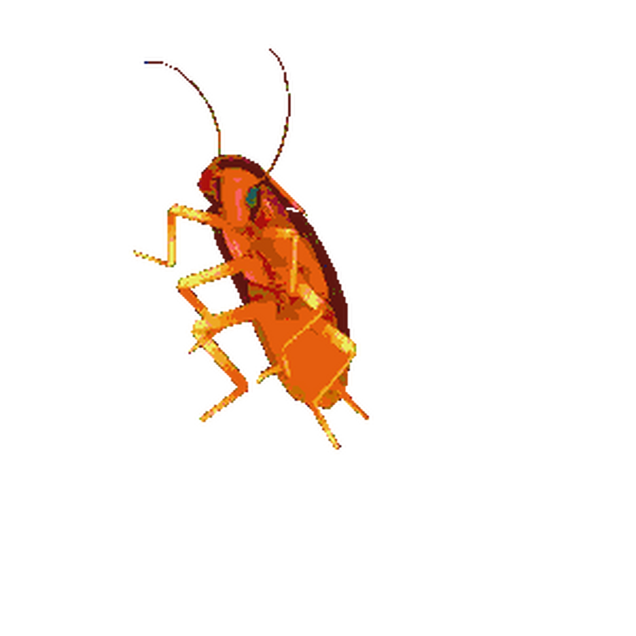 哈哈哈哈哈,彩色蟑螂[滑稽][滑稽][滑稽][滑稽]