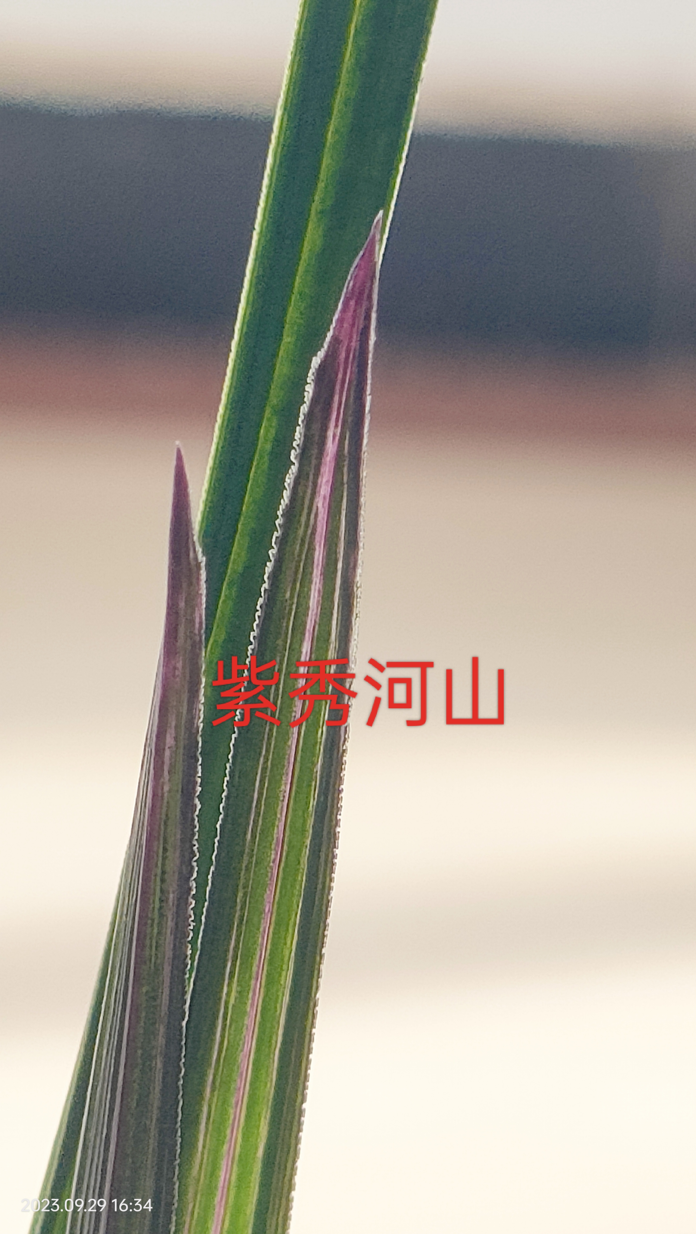 紫秀寒兰双艺素花《紫秀山河》      紫秀寒兰,又叫丘北冬惠兰,属寒兰