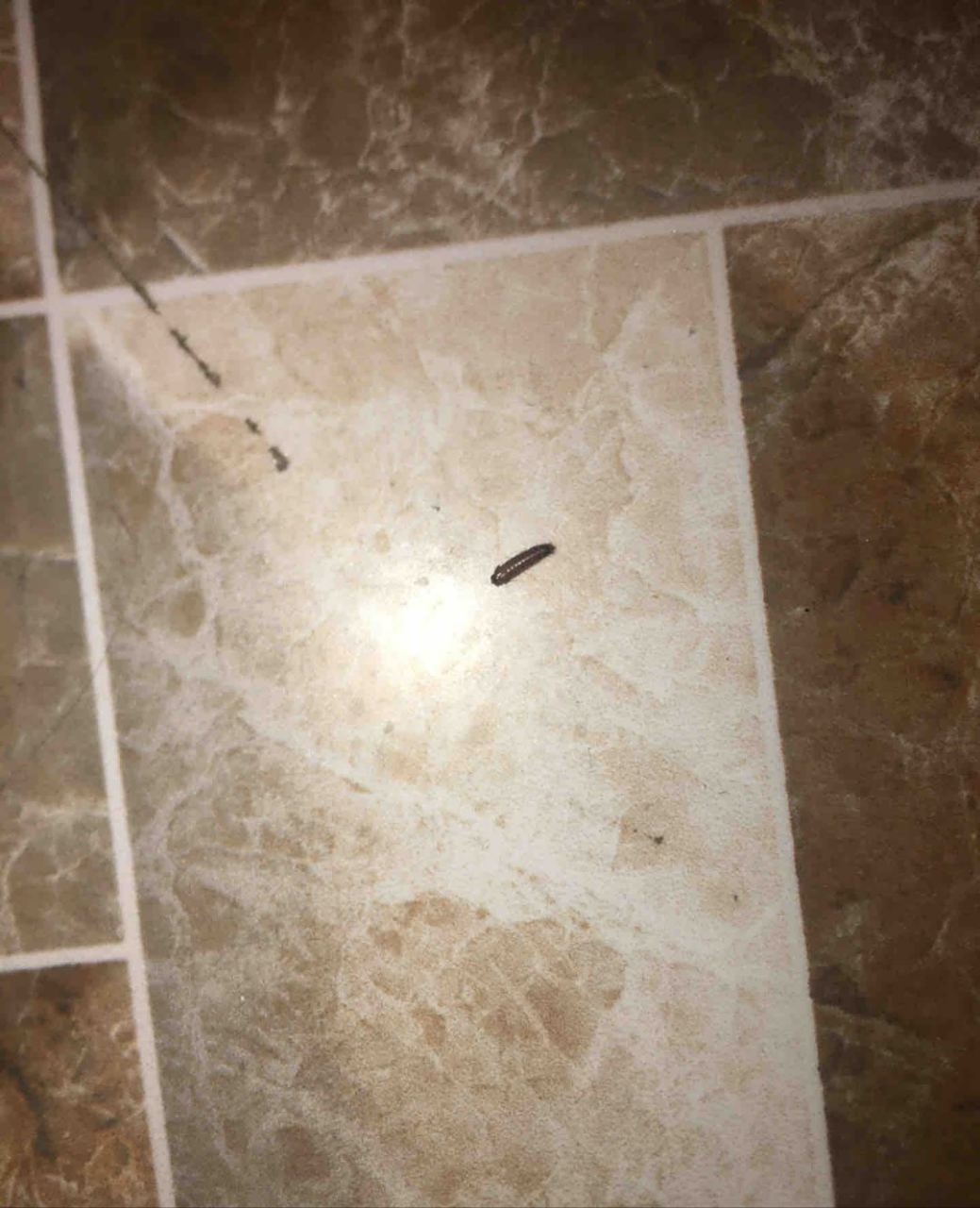 一晚睡觉,突然发现一只皮蠹爬到了床上,吓得几天都不敢在床上睡,把