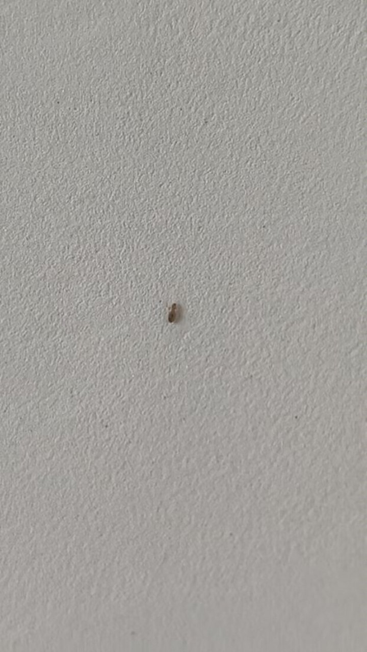 有些人对家里生书虱感到纳闷,其实没有必要,因为像是回南天或是梅雨天