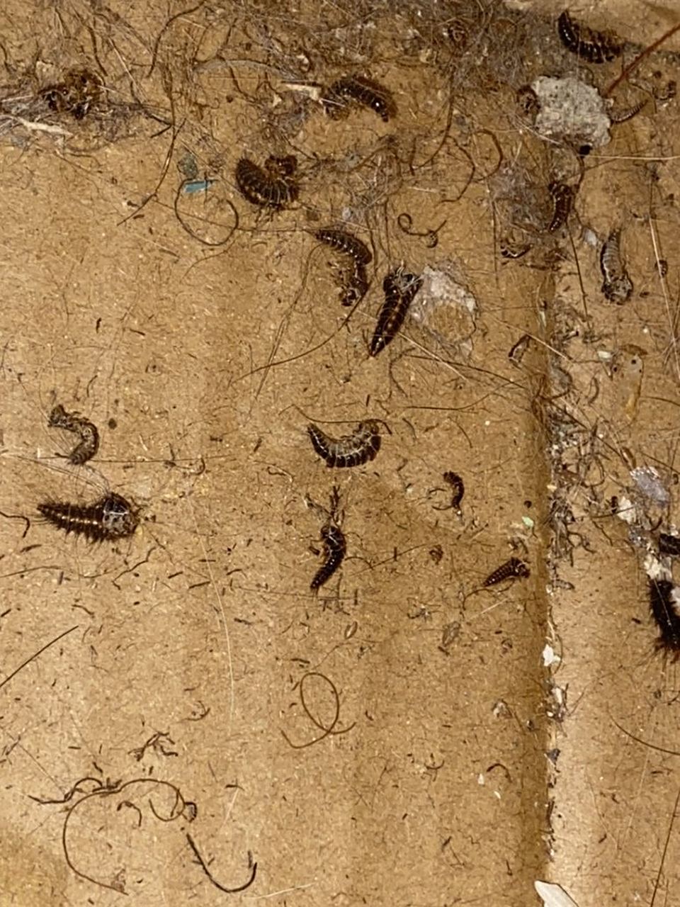 一晚睡觉,突然发现一只皮蠹爬到了床上,吓得几天都