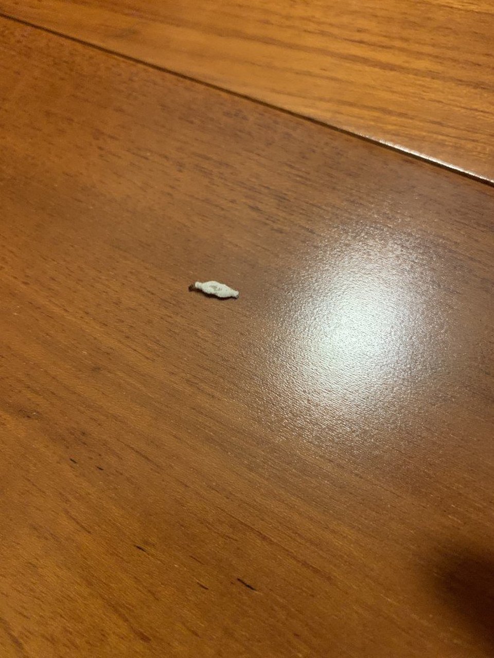 家里地板踢脚线总是出来一些小虫子,刚打扫干净,没一会又出来很多,都