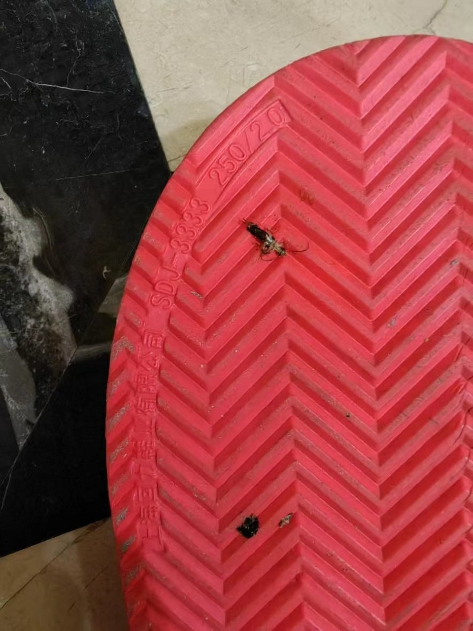 一晚睡觉,突然发现一只剪刀虫爬到了床上,吓得几天都不敢在床上睡,把