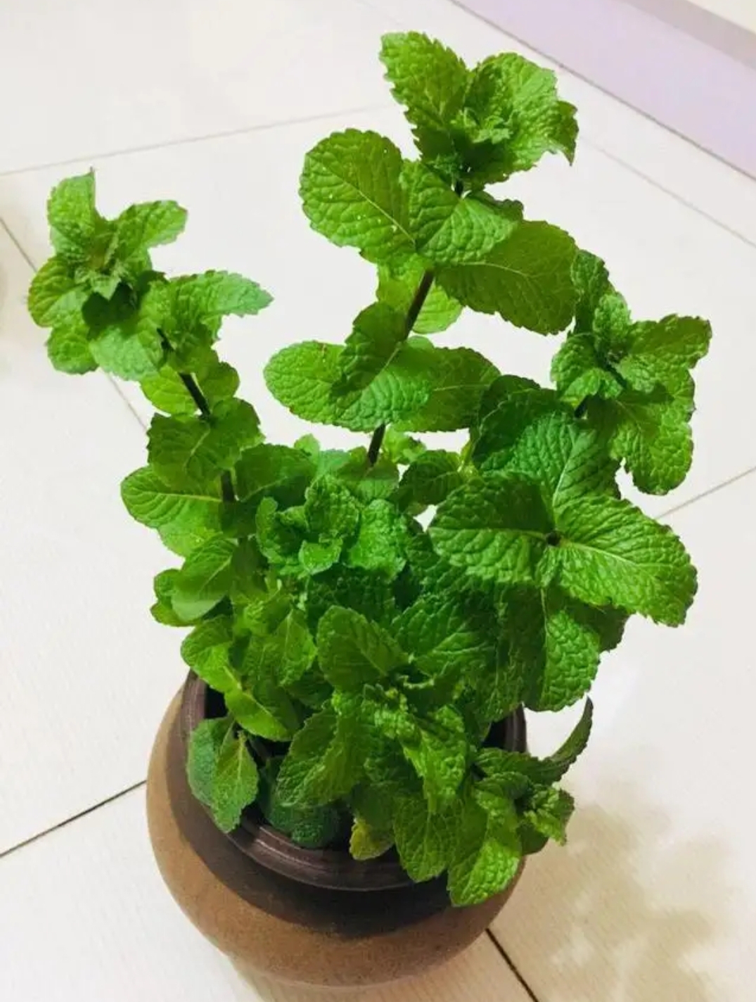 健康知识科普# 今日《本草》学习 薄荷 释名:蕃荷菜,南薄荷,金钱薄荷