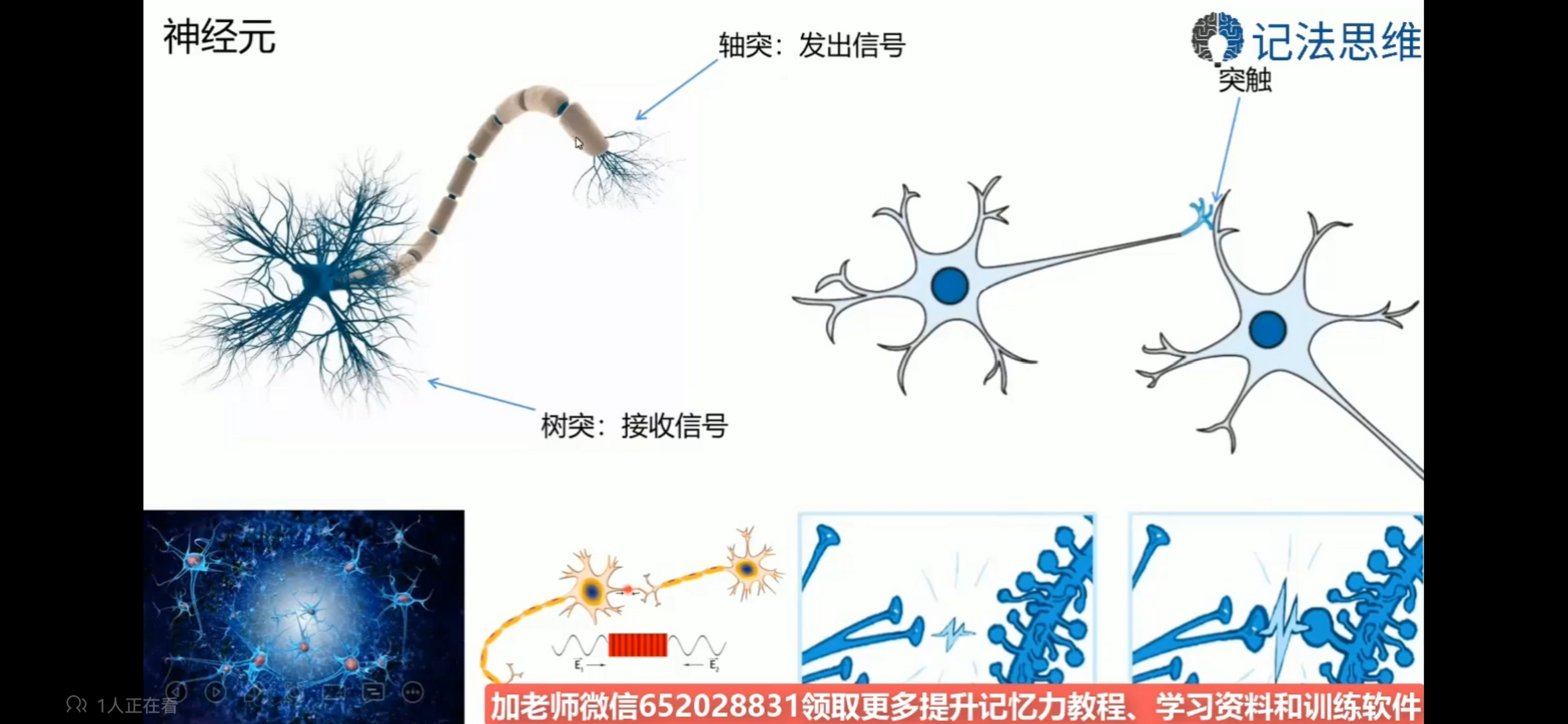 轴突示意图图片