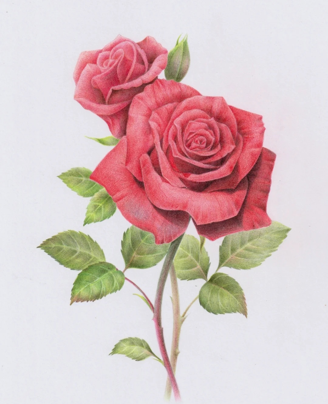 精美彩铅花朵画欣赏