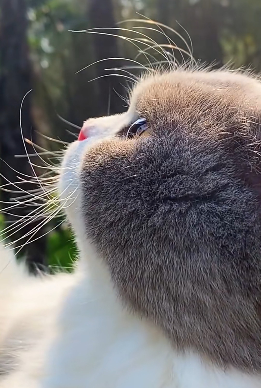 来看看猫咪的侧颜,眼中仿佛装着星空