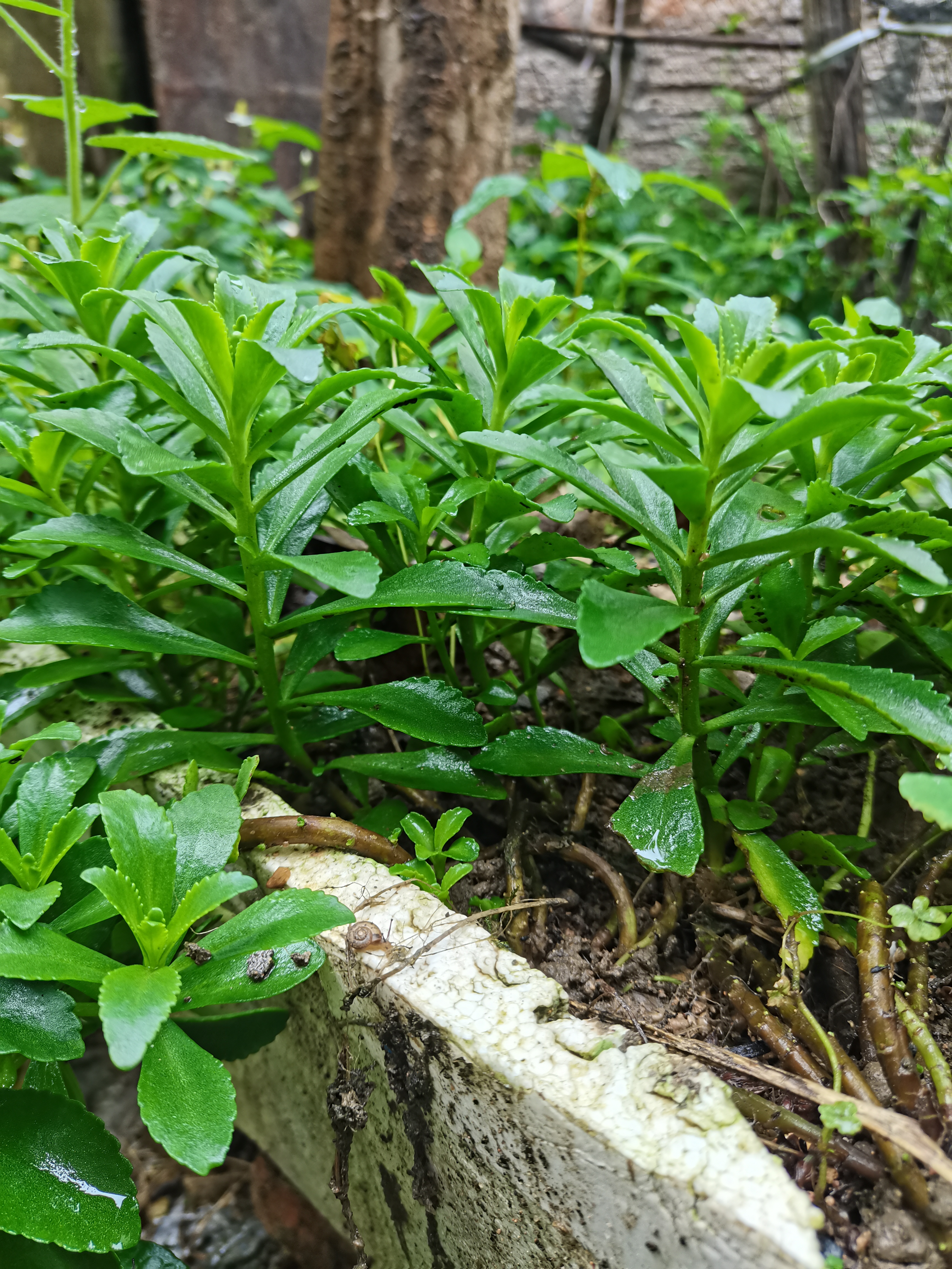 费菜怎么做好吃图片