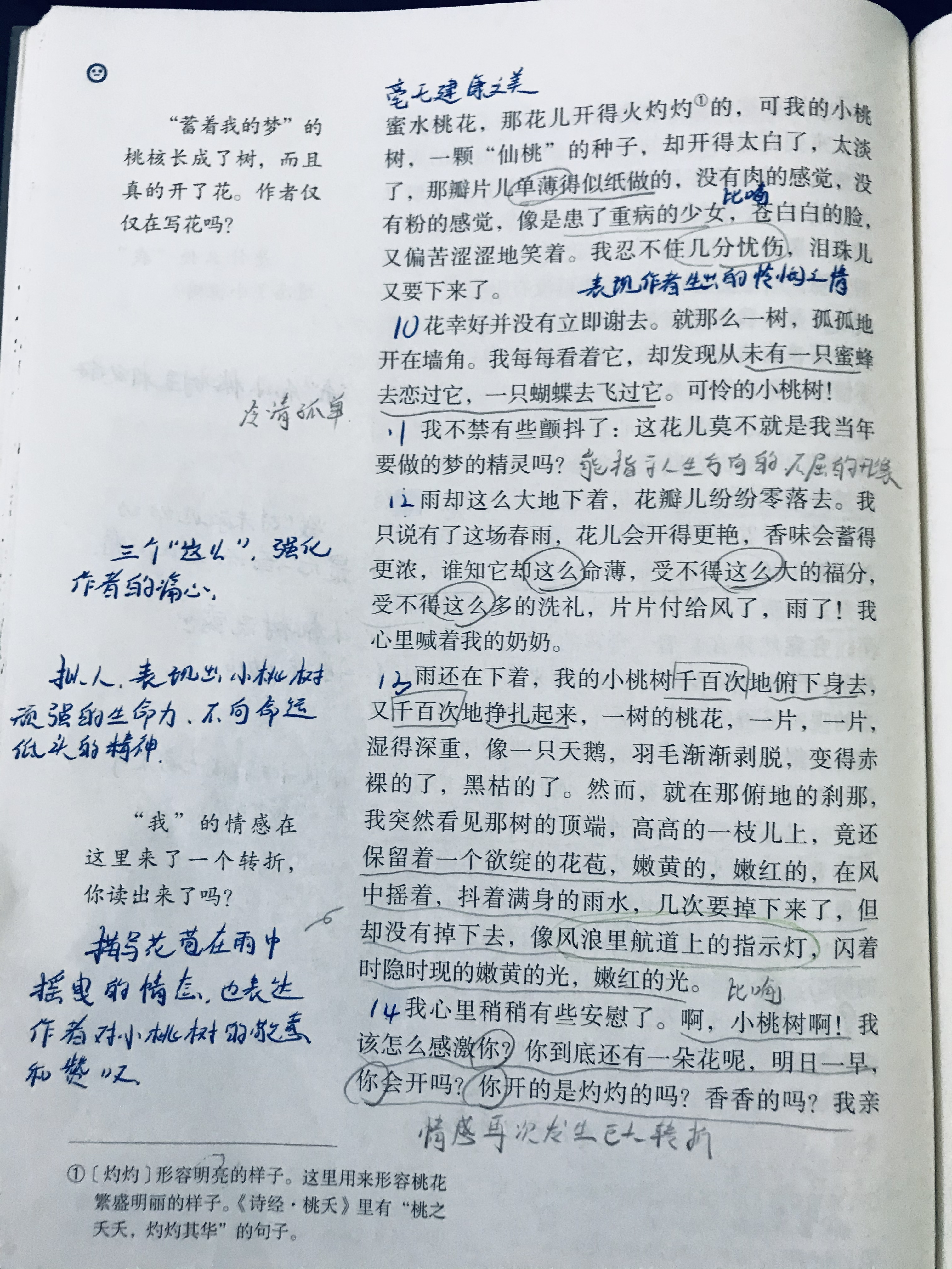 一棵小桃树课文笔记图片