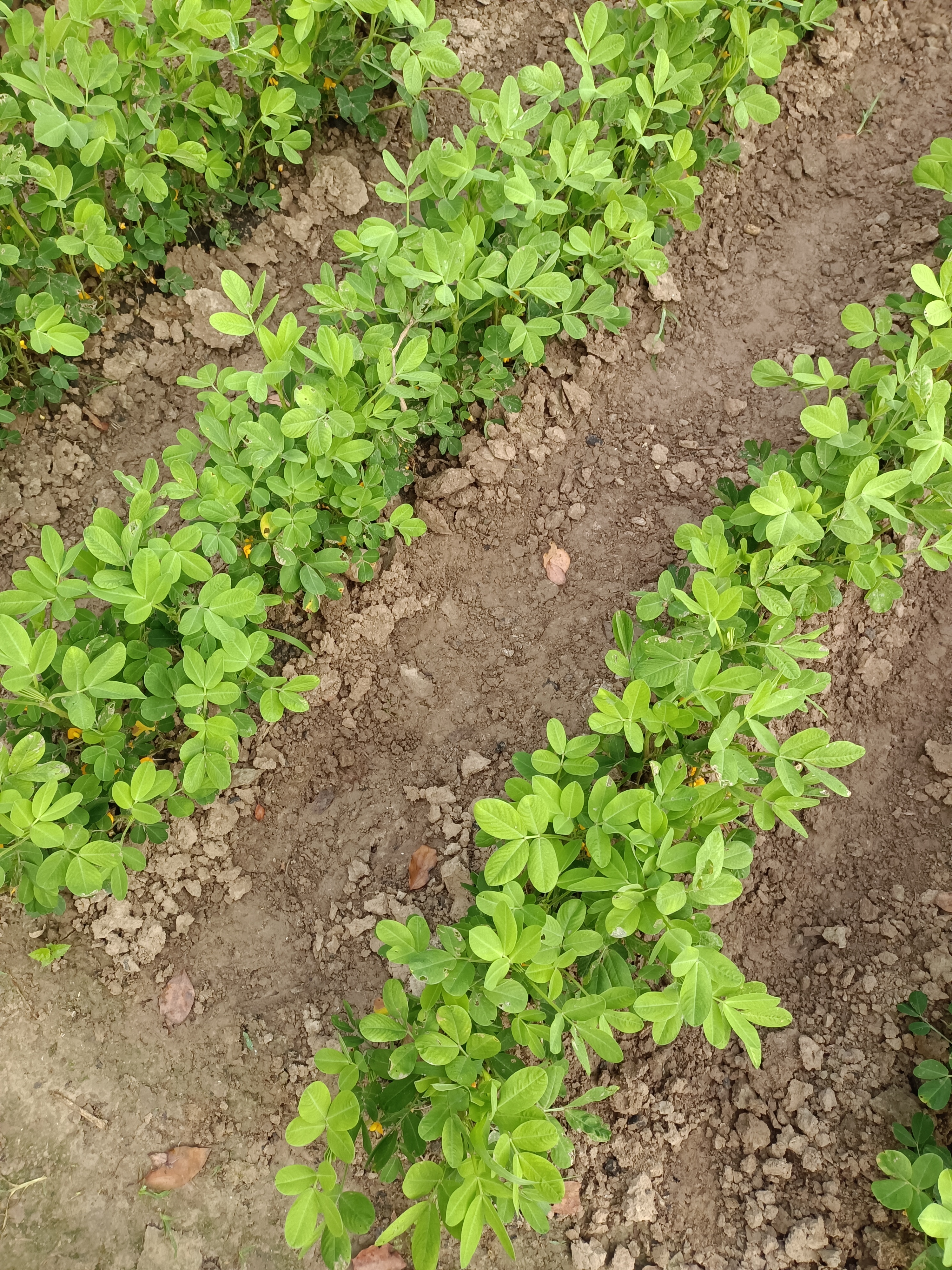 图片花生缺镁高硫氮肥给花生追肥好不好花生弱苗花生缺氮肥的症状图片