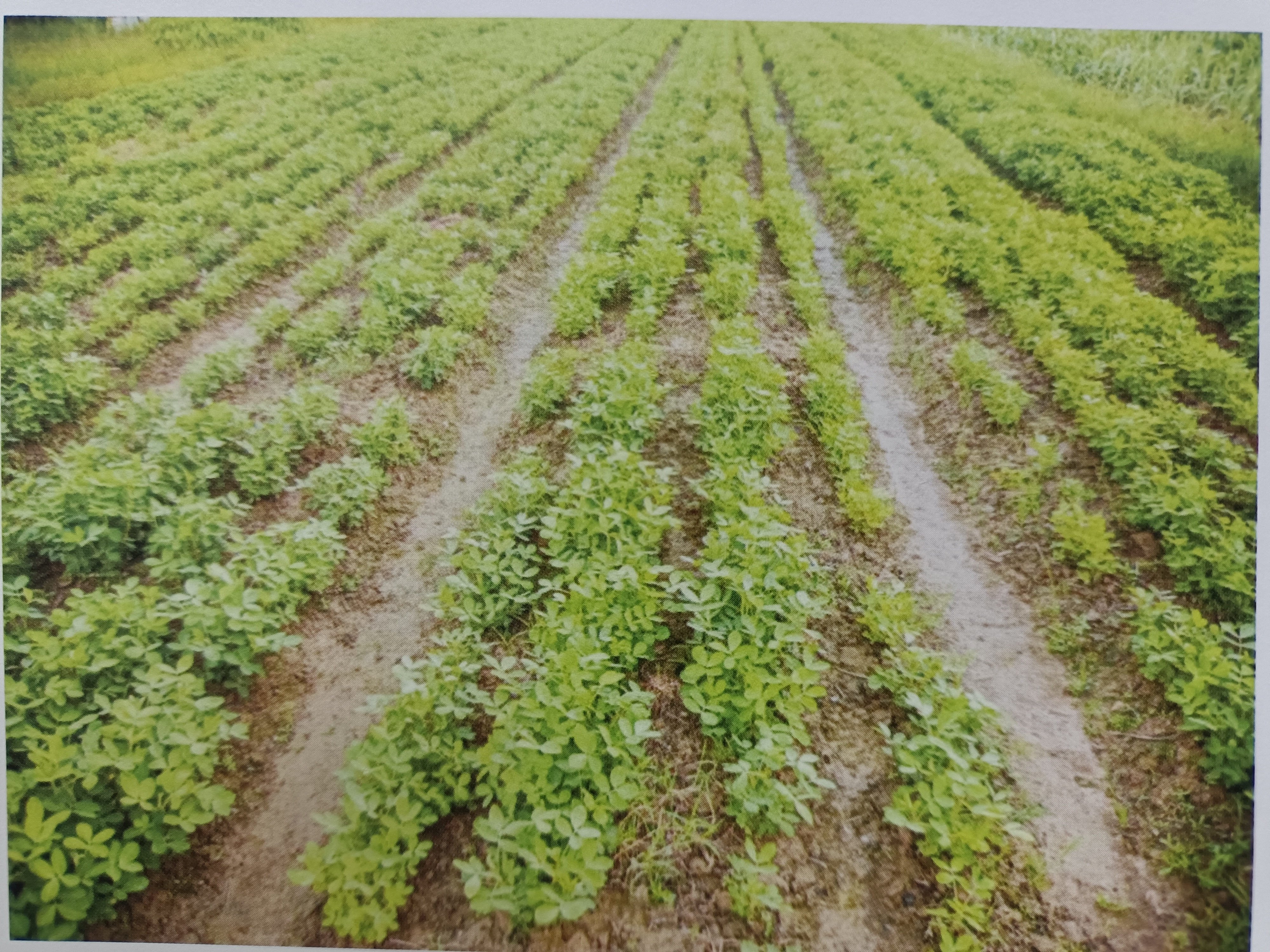 图一是书上的花生缺氮症状样图,图二是我家菜园的花生缺氮症状照片,图