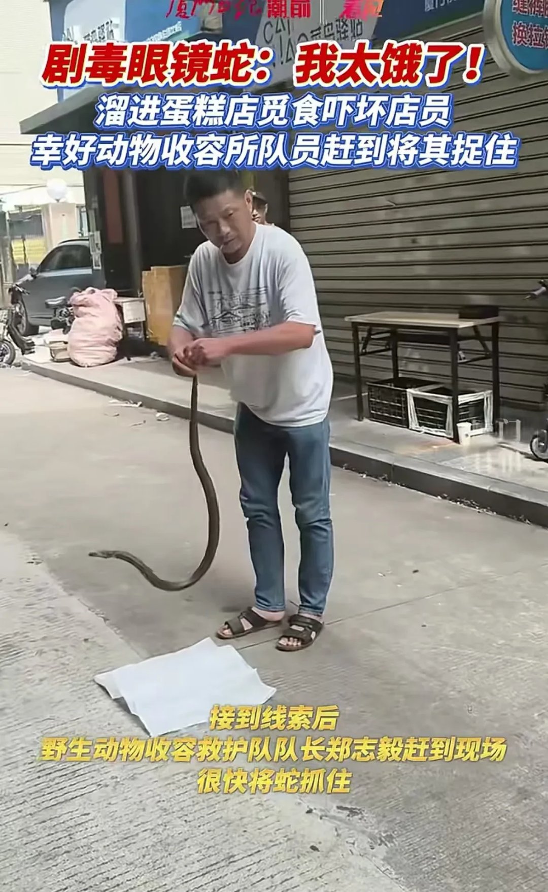 不确定这条蛇是什么种类和毒性有多强,物业的人也不敢随便动手