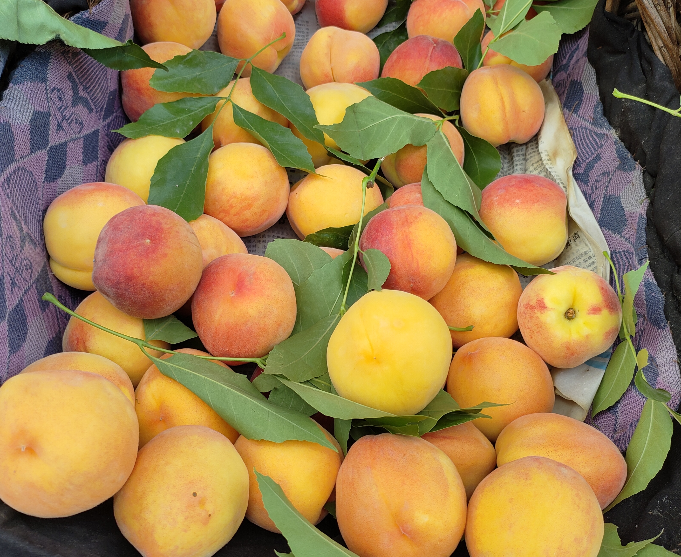 北京平谷桃,杏.